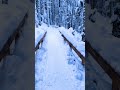 “Peaceful Snowfall in Nature ❄️” #nature #snow #explore #peace #explore #relaxing #calm #viralvideo