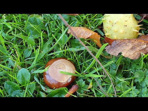 Video: Can You Eat Horse Chestnuts – Information About Poisonous Conkers