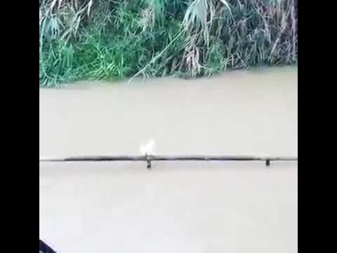 მდინარე იორდანეში ნათლობის დროს მტრედი ისევ მოფრინდა, როგორც ადრე, მაცხოვრის ნათლობისას!