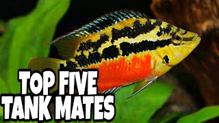 Top 5 Tank Mates For Salvini Cichlid