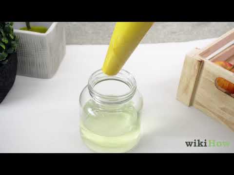 aloe vera pflanze wo hinstellen Aloe vera Duo | Sukkulenten