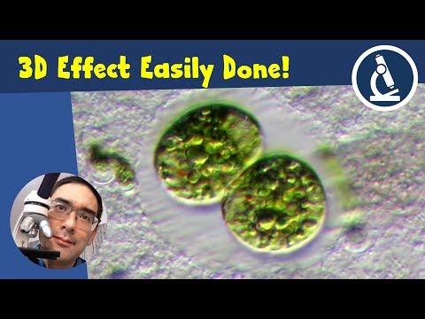 🔬 How to get a 3D effect with your microscope | Amateur Microscopy