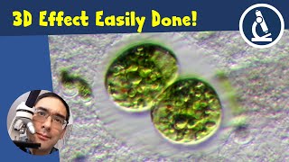 🔬 How to get a 3D effect with your microscope | Amateur Microscopy