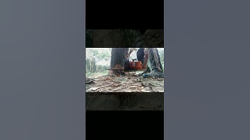 Kỹ thuật hạ cây lớn bằng máy cưa stihl ms660 #Shorts #cuộcsốngthợcưa