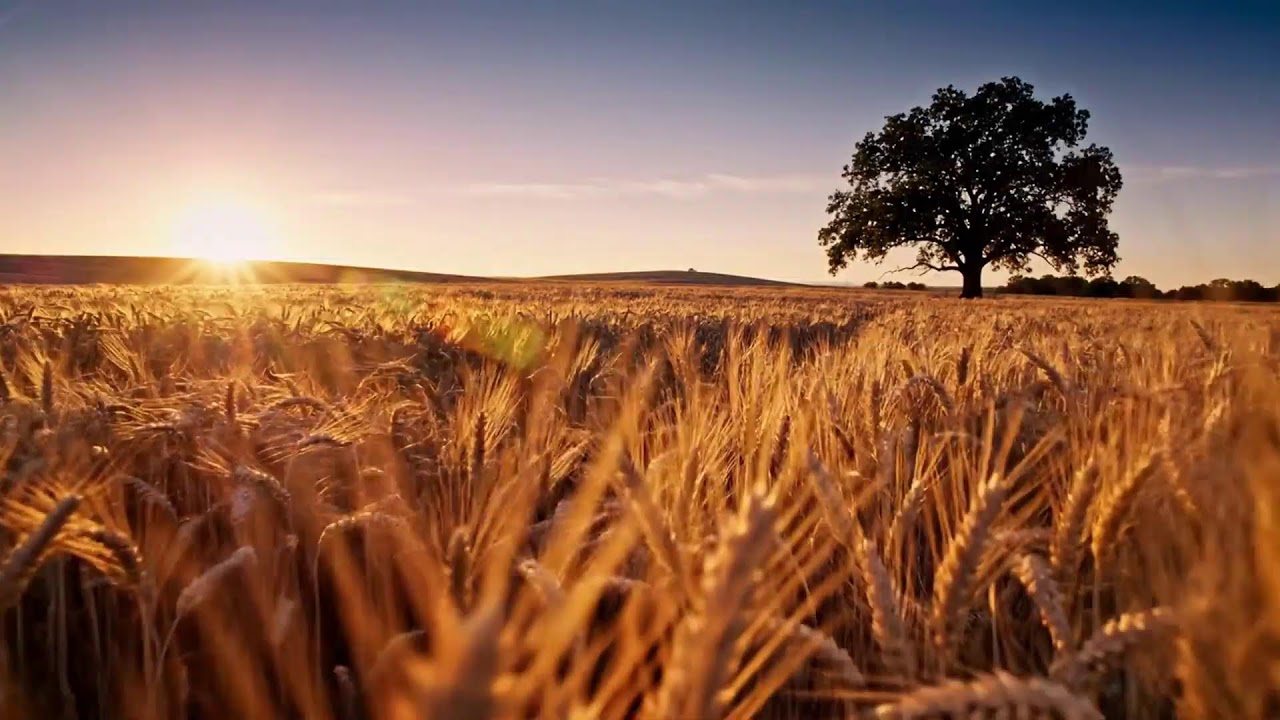 Soft Winds Whispering Through the Pines 🔥 Acoustic Western Comfort & Country Serenity