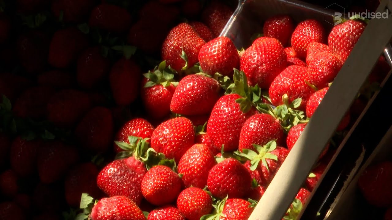 TV3 uudised: Kodumaiseid maasikaid on vähe ning hind sealhulgas krõbe