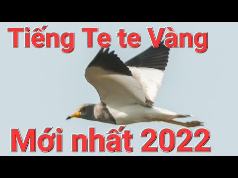 Video Te vàng - Tiếng chim te te vàng - youtube