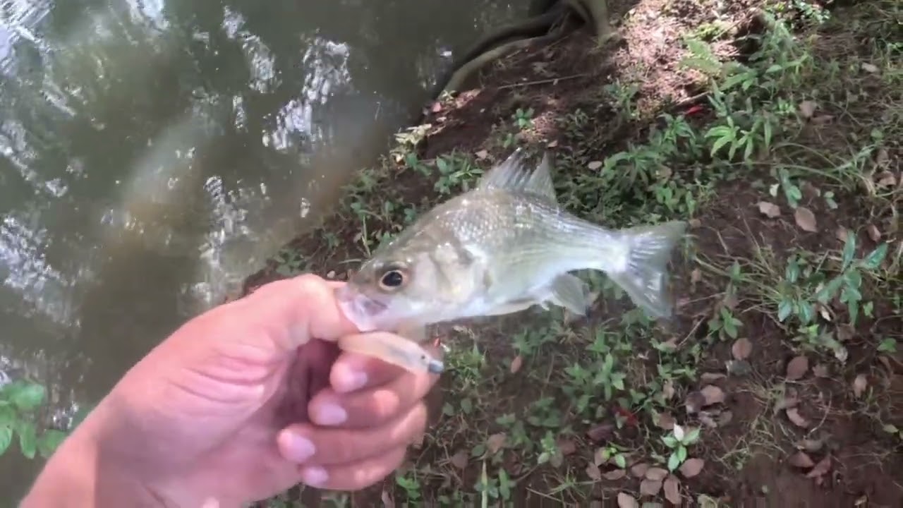 Flatty and bass fishing