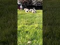 يا غنماتي انتو حياتي خروف العيد معزه راعي الاغنام Goat Goat ياغنماتي ترند يا غنماتي انتو حياتي خروف العيد معزه راعي الاغنام Goat Goat ياغنماتي ترند