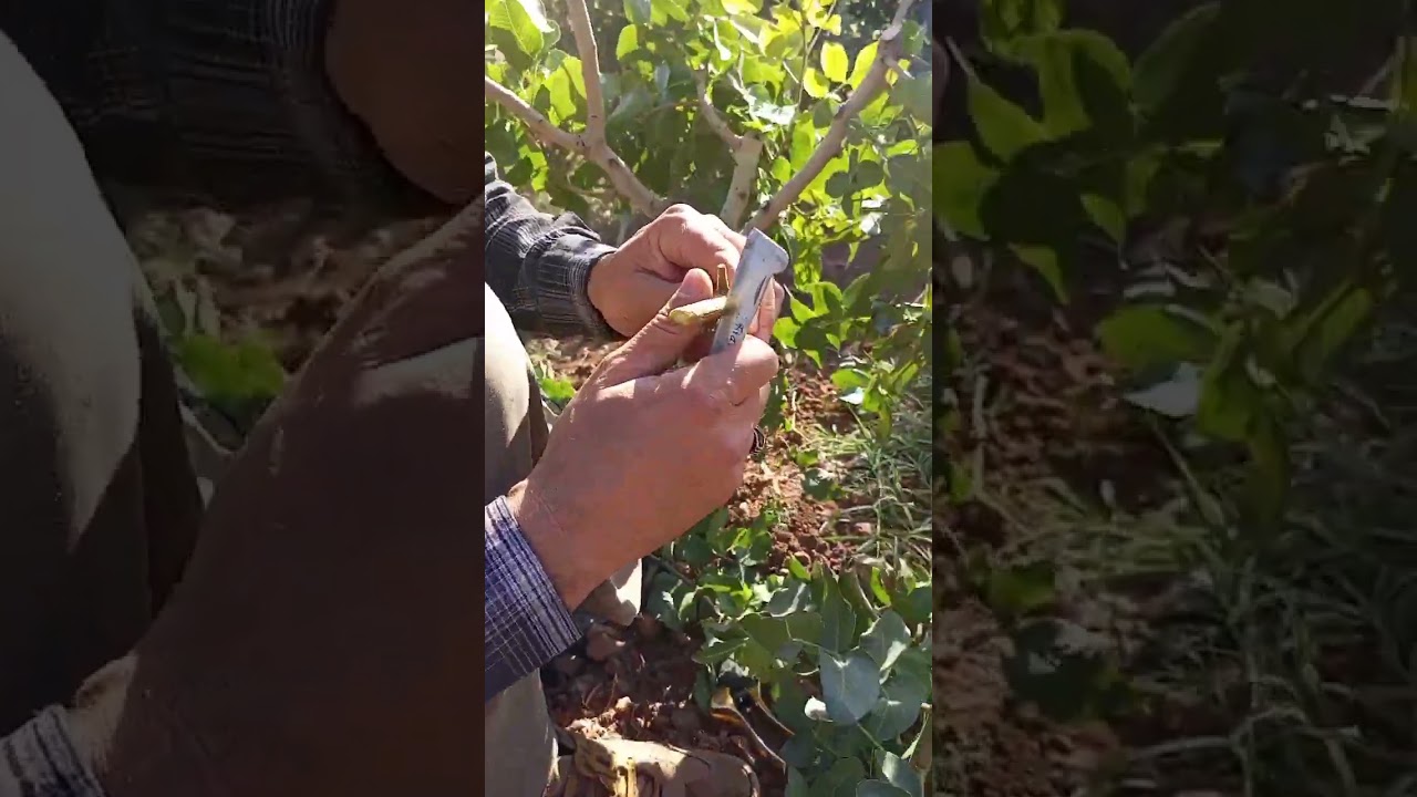 SİİRT FISTIK AŞISI 2 ESAT USTA'NIN ELLERİNDEN.