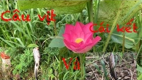 Câu cá lóc đầy kịch tính