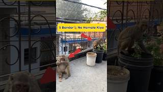 5 bandar 🐒 ka hamala 😱🕊️ #pigeon #kabootarloft05 #pigeonhouse #petlover #monkey #birds