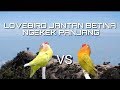 Lovebird jantan VS betina ngekek panjang