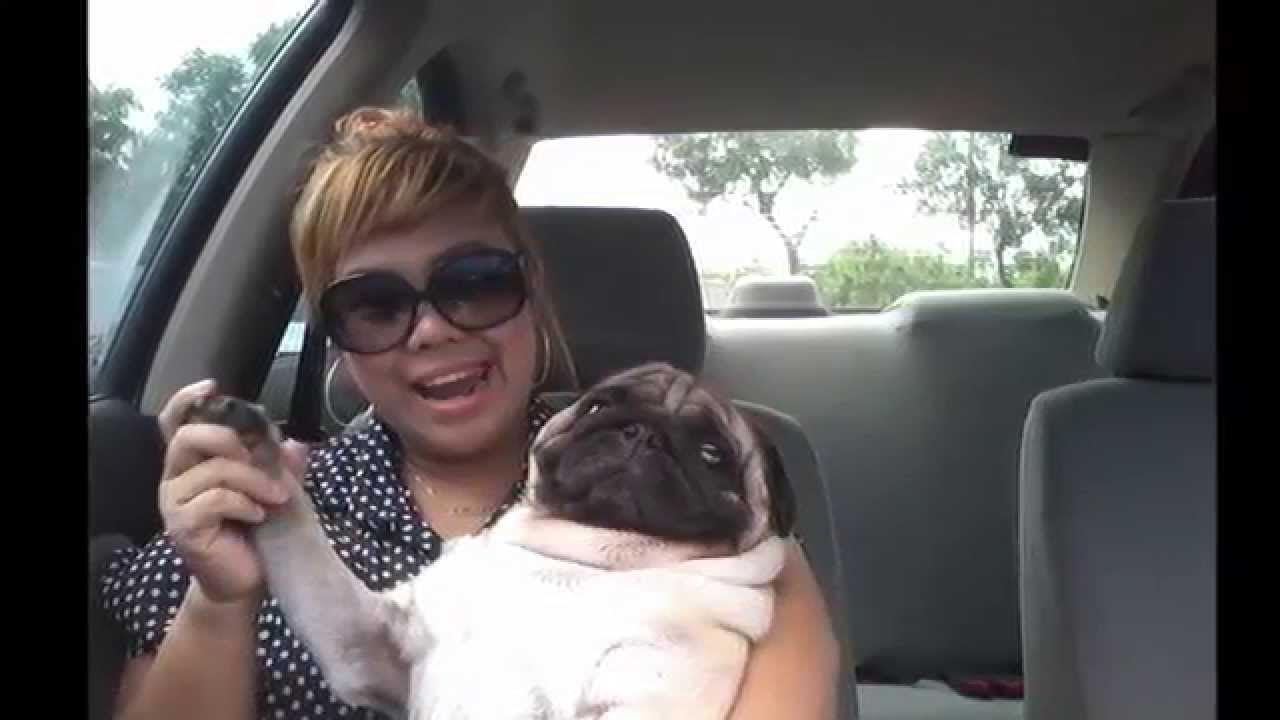 Fat Filipina And The Fat Pug Sensen Gwiyomi Chubby Asian Chubby