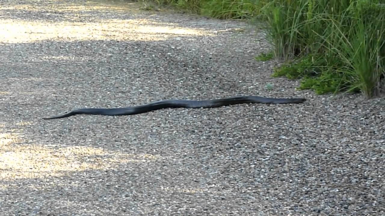 video phone beyonce mp3 Texas indigo snake laguna atascosa 2010-10-24