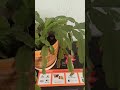 Мой декабрист-фебралист.