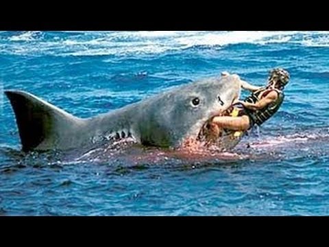 shark beach attacks surfer australian real fake