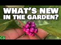 Fall Florida Garden Update- 2021