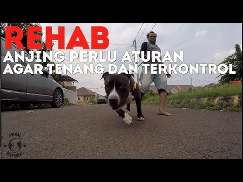 Video: Cara Membantu Menenangkan Anjing Yang Cemas