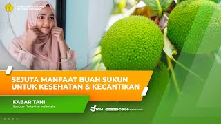 Sejuta Manfaat Buah Sukun untuk Kesehatan dan Kecantikan