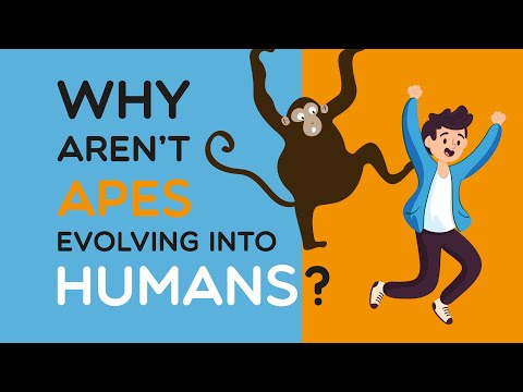 Video: Humans No Longer Develop At The Same Rate As Monkeys - Alternative View