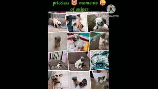 eh sniper da 😝 bachpan aa 😝 #dog #pug #subscribe #viral #shorts #short #trending