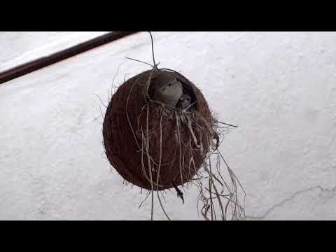 Save sparrow birds