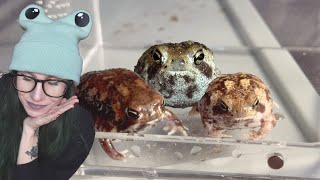 Unboxing the *VIRAL* Rain Frogs that EVERYBODY WANTS!.. They're finally in the hobby  NOW WHAT?!