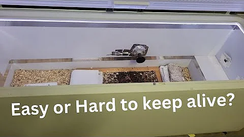 How Hard to Keep Alive Dermestid Beetle Taxidermy