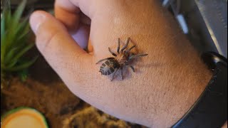 New Pet  Guatemalan Tiger Rump Tarantula Spider  Davus pentaloris  Spiderling / Juvenile