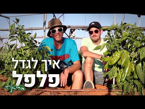 איך לגדל פלפלים