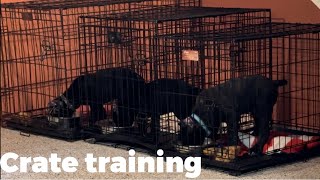 CANE CORSO puppies CRATE training ‍♀ #canecorso #dogtraining #dog