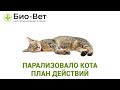 Парализовало Кота 🙀 - План действий // Сеть Ветклиник БИО-ВЕТ