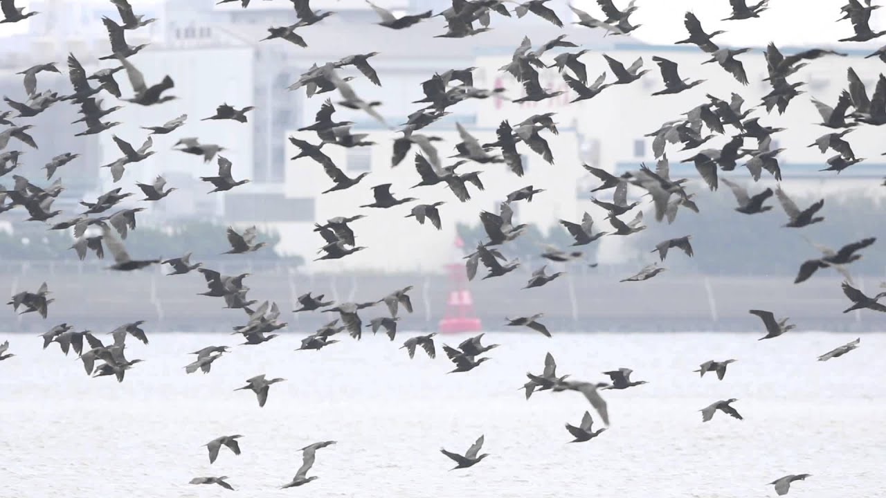 ♪鳥くん野鳥動画（三番瀬Chiba Sanbanse）Great Cormorant カワウ２８００羽 - YouTube Nagaimasato/♪BirdKun