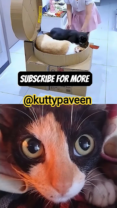 nallavela na pogala anga 🐾🤣🤣 #dubbingdappa #cat #comedy #funny #shortsfeed