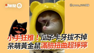 黃金鼠啃瓜子卡牙拔不掉 小手狂推表情好猙獰寵物動物鼠寶精選影片