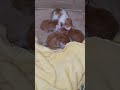 Newborn kittens newborn