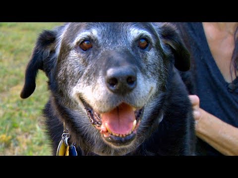 Video: Stari pes, ki je bil zapostavljen več let, končno čuti, kako je imeti ljubeč dom