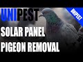 How to remove Pigeons from under Solar Panels
