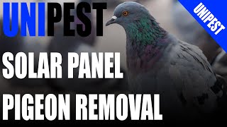 How to remove Pigeons from under Solar Panels