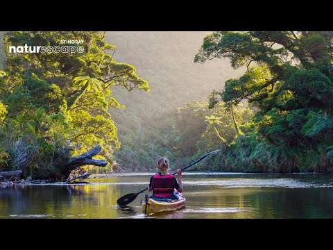 Calming Water Sounds In The Deep Forest in West Coast New Zealand 🌴| @StingrayNaturescape