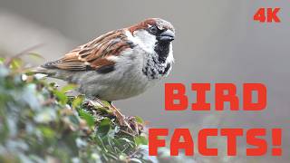 10 Fascinating Facts About The House Sparrow