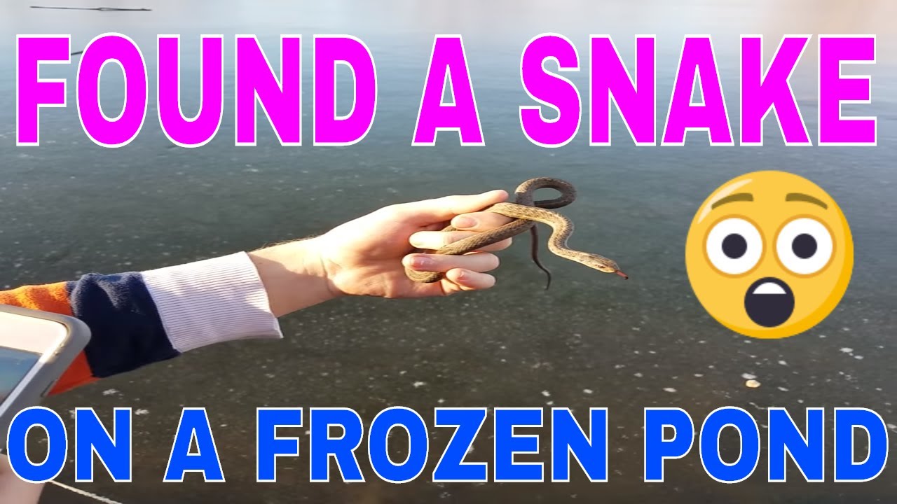 adventure academy Snakes on a frozen pond in December?