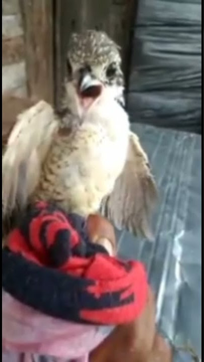 Burung cendet macan Joss untuk masteran #shorts