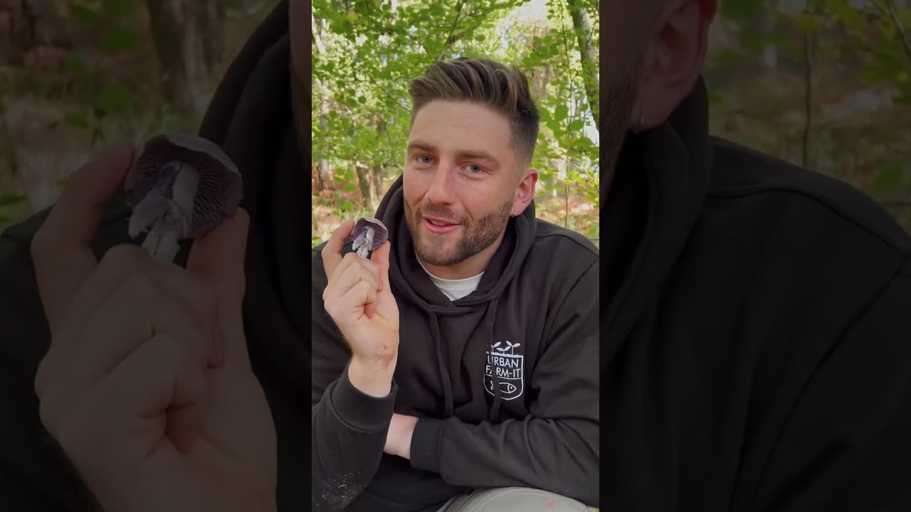 Bruising Webcap Mushroom (Cortinarius purpurascens)