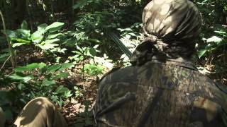 Blue Duiker Cameroon1