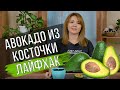 Как вырастить авокадо из косточки дома