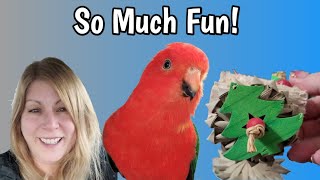 Aftermath of the Bird Toys by Love of Pets 564 views 4 months ago 4 minutes, 40 seconds