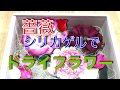 【ドライフラワー】鉢植え薔薇