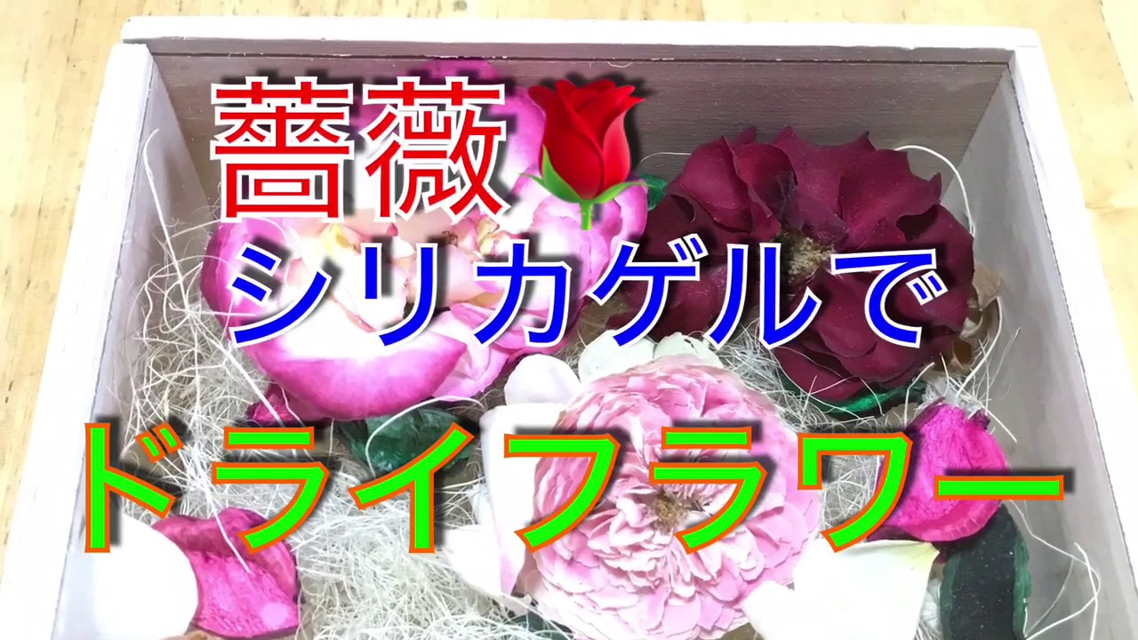 ドライフラワー 鉢植え薔薇 剪定後 シリカゲルで作りました Youtube
